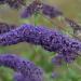 Sadnice - žbunaste vrste: Letnji jorgovan - Buddleja davidii `Nanho Blue` 3GOD, slika3